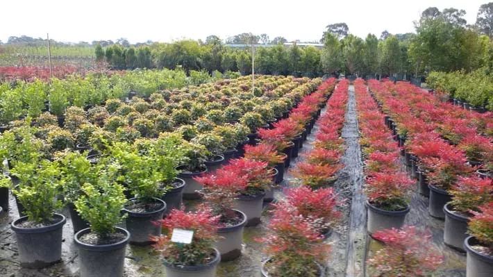 图片[16]-ASLA2019景观通用设计类荣誉奖：悉尼布朗格鲁保护区景观设计-灵感屋