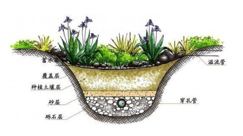 海绵城市下的雨水花园设计理念图