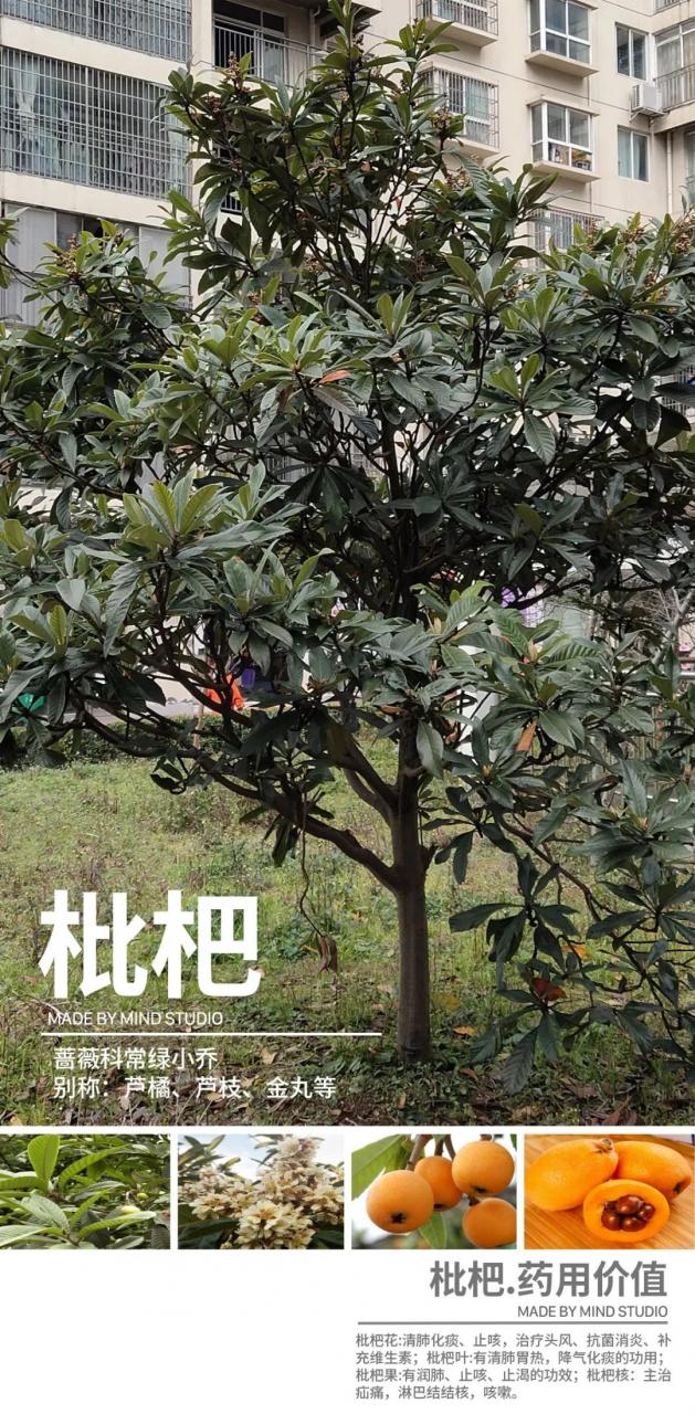 图片[30]-干货 | 景观中常见具有药用价值的园林植物-灵感屋