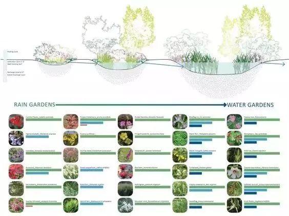 高端景观项目植物配置排版,附景观植物搭配实景,含植物名