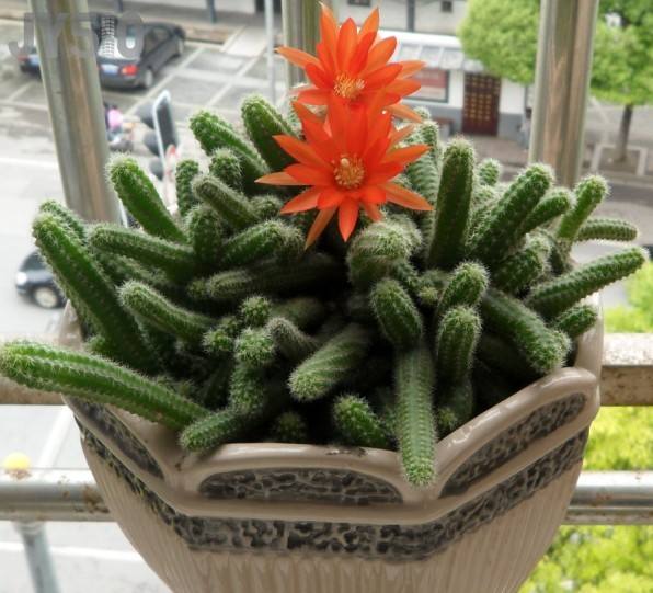 图片[2]-养生保健：防辐射最有用的7种植物 白领办公室必备!-灵感屋