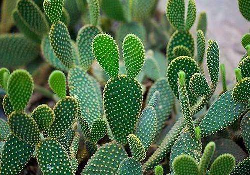 图片[3]-养生保健：防辐射最有用的7种植物 白领办公室必备!-灵感屋