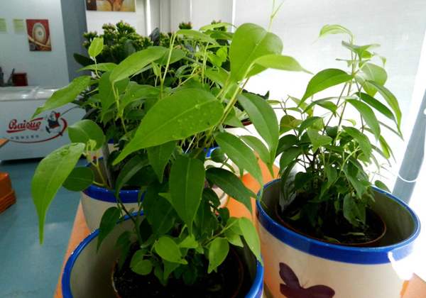 图片[4]-养生保健：防辐射最有用的7种植物 白领办公室必备!-灵感屋