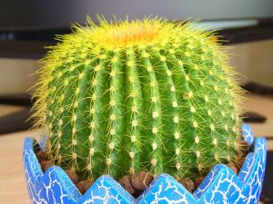 养生保健:防辐射最有用的7种植物 白领办公室必备!-灵感屋