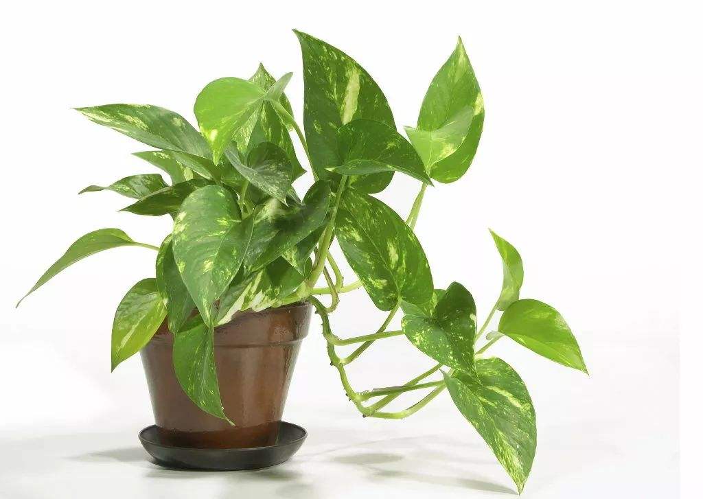图片[5]-养生保健：防辐射最有用的7种植物 白领办公室必备!-灵感屋