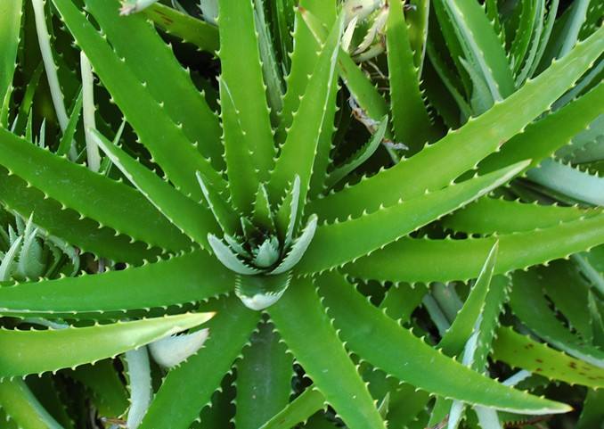 图片[10]-养生保健：防辐射最有用的7种植物 白领办公室必备!-灵感屋