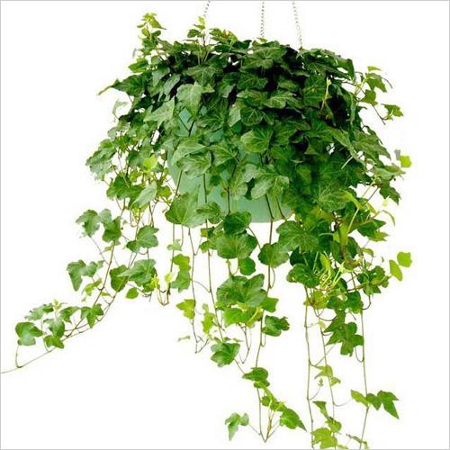 图片[11]-养生保健：防辐射最有用的7种植物 白领办公室必备!-灵感屋