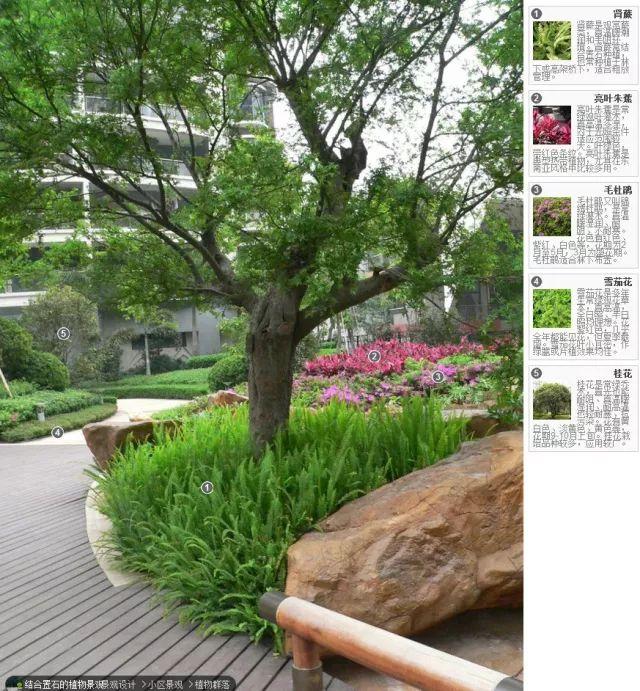 高端景观项目植物配置排版,附景观植物搭配实景,含植物名