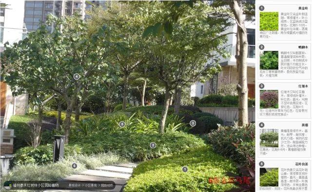 高端景观项目植物配置排版,附景观植物搭配实景,含植物名
