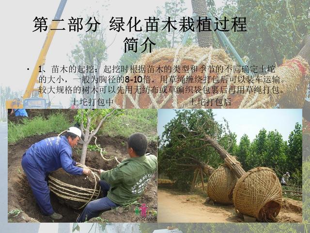 园林绿化基础知识培训课件(图文)