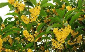 园林观花植物详解-灵感屋