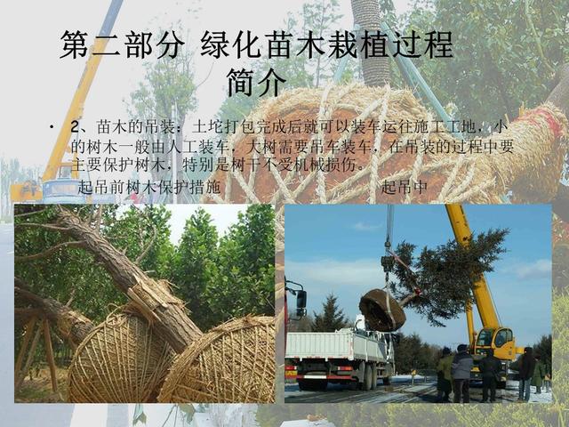 园林绿化基础知识培训课件(图文)