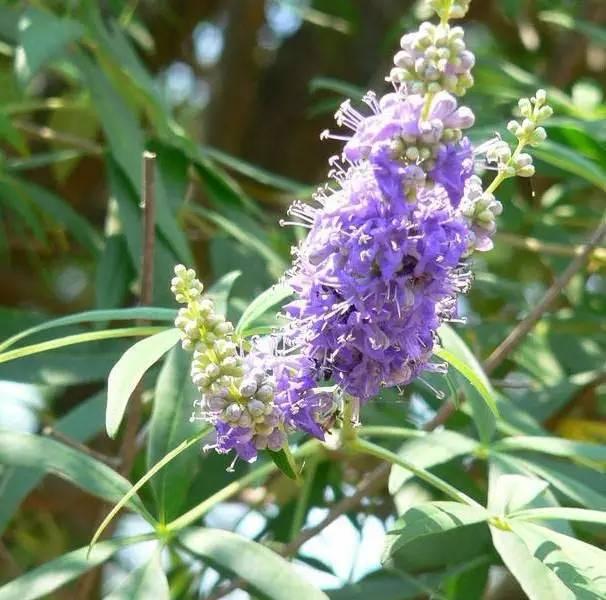 70种·常用花镜植物汇总，景观花境设计不用愁，这个要收藏