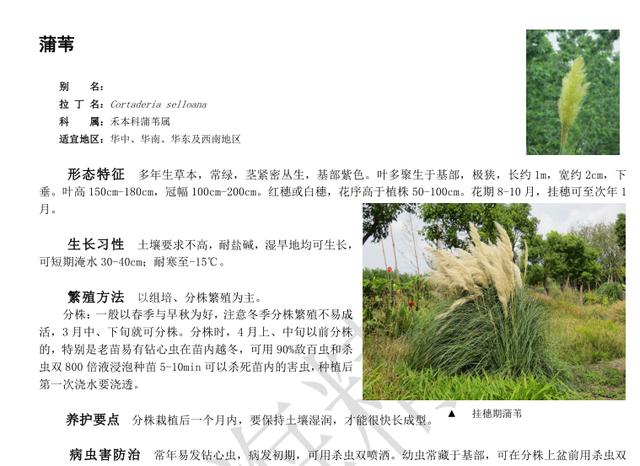 景观植物-精文观赏草百科,观赏草品种介绍