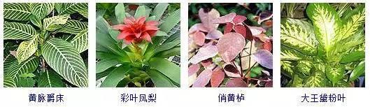 100种观叶植物，叶形和叶色美丽的植物，你都见过吗？