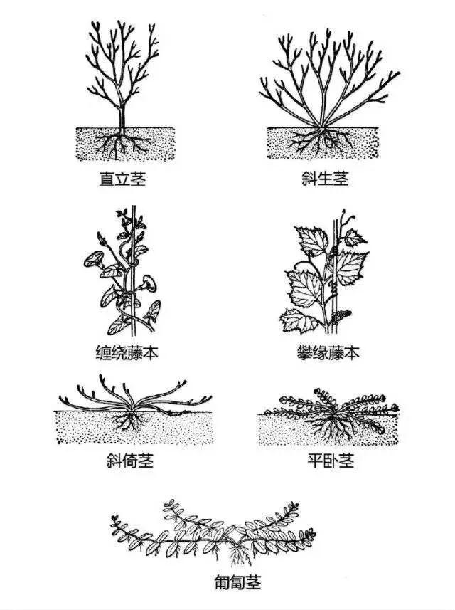 中国园林景观植物图例，真硬核，真干货！记得收藏