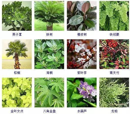 100种观叶植物，叶形和叶色美丽的植物，你都见过吗？