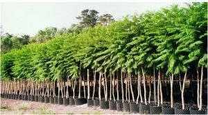 容器苗有哪些优缺点？-灵感屋