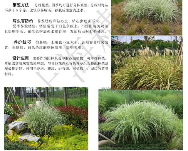 景观植物-精文观赏草百科,观赏草品种介绍