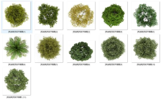 常用园林景观植物-各类平面树PSD、CAD、AI线稿,真正好资源