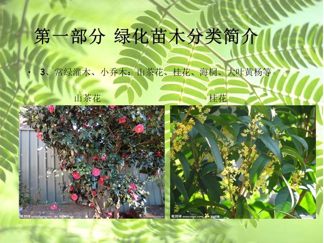 园林绿化基础知识培训课件(图文)