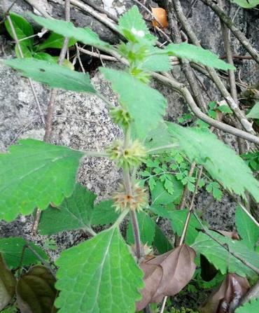 十大喜光植物VS十种耐阴的地被盘点