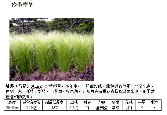 景观植物-精文观赏草百科,观赏草品种介绍