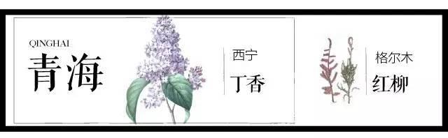 最全204个城市市花,看花涨知识