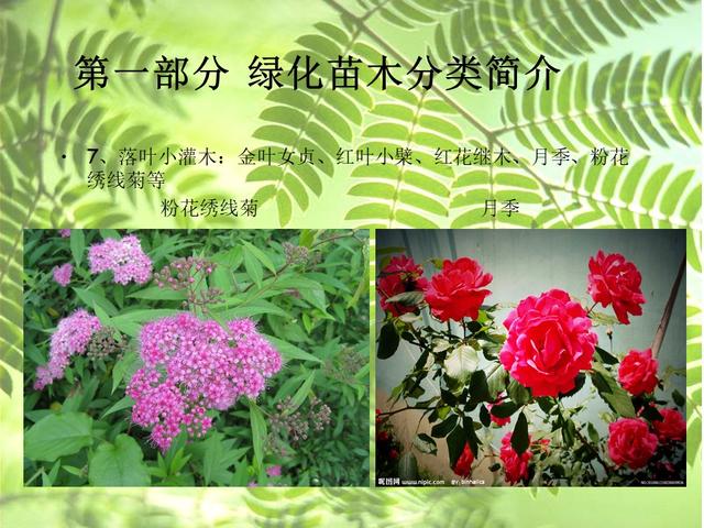 园林绿化基础知识培训课件(图文)