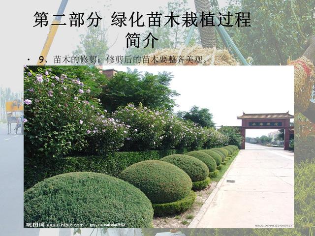 园林绿化基础知识培训课件(图文)