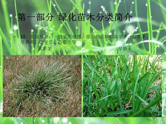 园林绿化基础知识培训课件(图文)