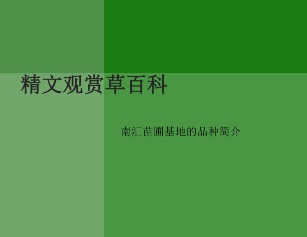 景观植物-精文观赏草百科,观赏草品种介绍