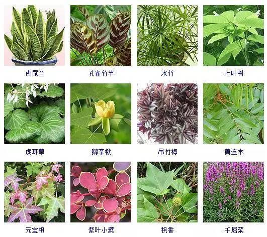 100种观叶植物，叶形和叶色美丽的植物，你都见过吗？