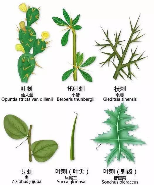 中国园林景观植物图例，真硬核，真干货！记得收藏