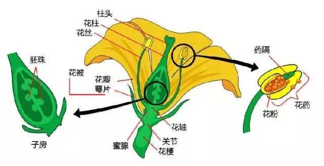 中国园林景观植物图例，真硬核，真干货！记得收藏