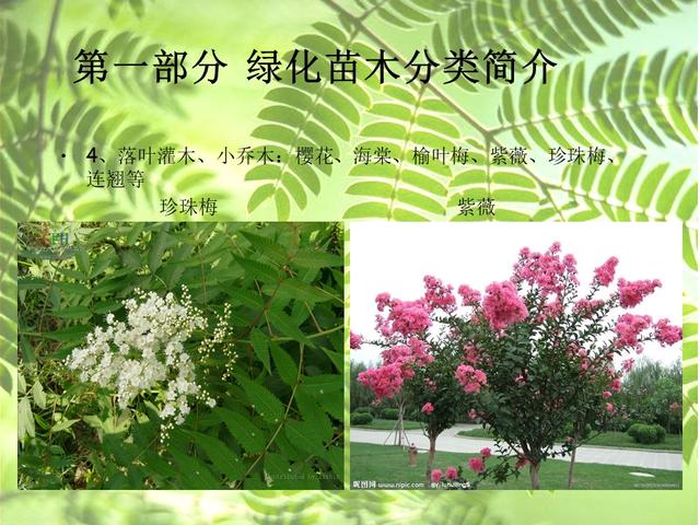 园林绿化基础知识培训课件(图文)