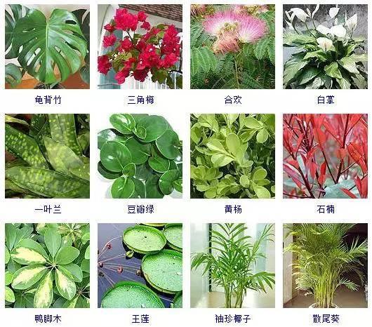 100种观叶植物，叶形和叶色美丽的植物，你都见过吗？