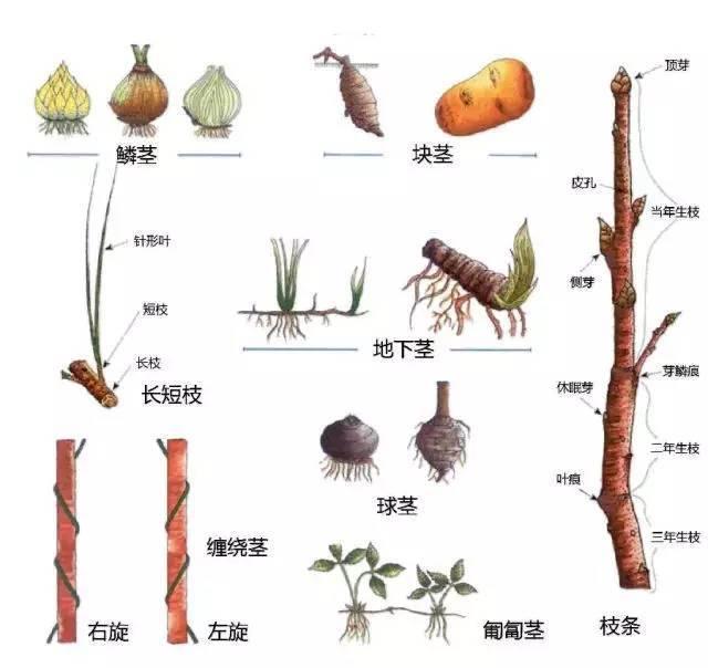 中国园林景观植物图例，真硬核，真干货！记得收藏