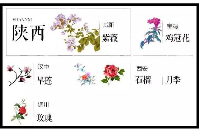 最全204个城市市花,看花涨知识