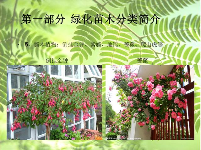 园林绿化基础知识培训课件(图文)