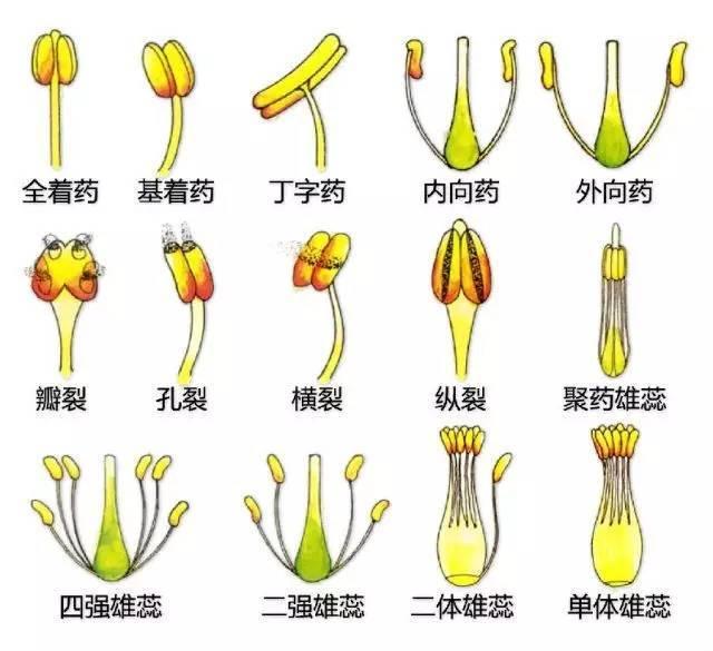 中国园林景观植物图例，真硬核，真干货！记得收藏