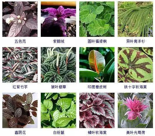 100种观叶植物，叶形和叶色美丽的植物，你都见过吗？