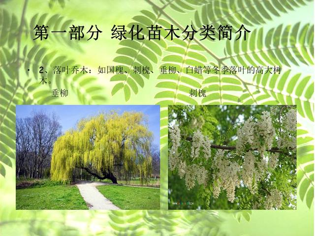 园林绿化基础知识培训课件(图文)