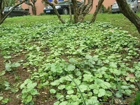 十大喜光植物VS十种耐阴的地被盘点