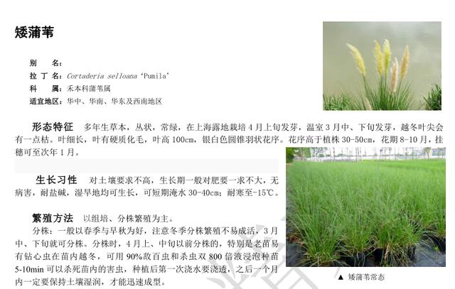 景观植物-精文观赏草百科,观赏草品种介绍