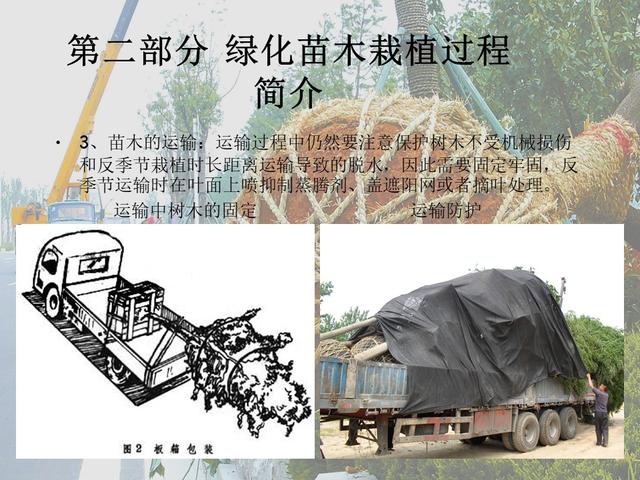 园林绿化基础知识培训课件(图文)