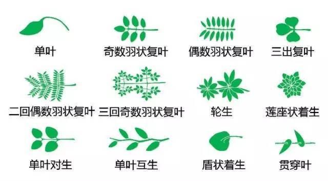 中国园林景观植物图例，真硬核，真干货！记得收藏