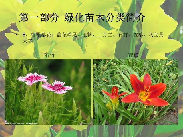 园林绿化基础知识培训课件(图文)