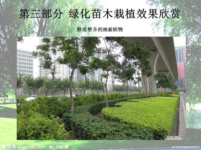 园林绿化基础知识培训课件(图文)