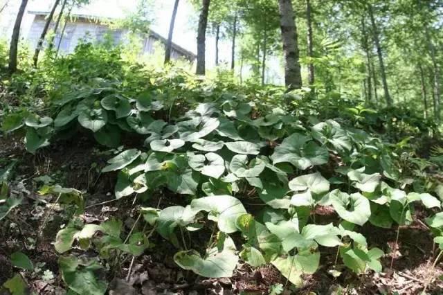 十大喜光植物VS十种耐阴的地被盘点